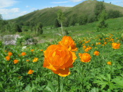 Trollius altaicus
