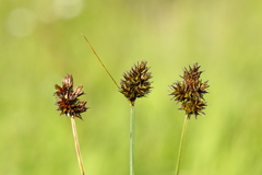 Carex pachystachya