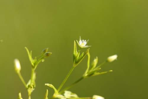 Stellaria calycantha iNat (3)