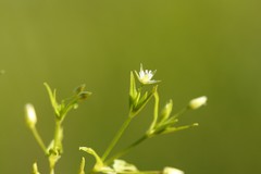 Stellaria calycantha