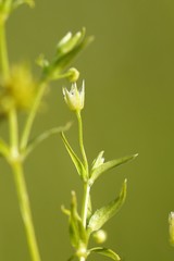 Stellaria calycantha