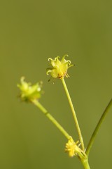 Stellaria calycantha