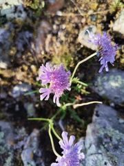 Scabiosa comosa