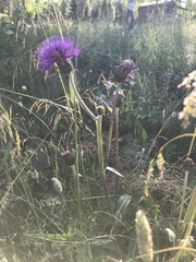 Cirsium heterophyllum