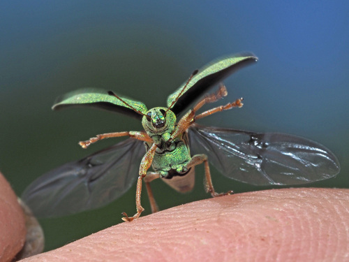 Green Immigrant Leaf Weevil, photo 5 of 7