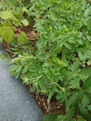 Potentilla supina