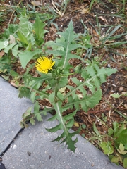 Sonchus oleraceus