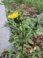 Sonchus oleraceus