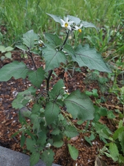 Solanum nigrum