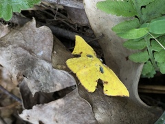 Corymica spatiosa