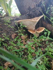 Cerioporus squamosus