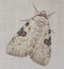 Catocala sappho