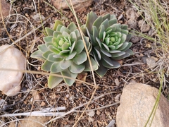 Orostachys malacophylla