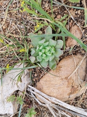 Orostachys malacophylla