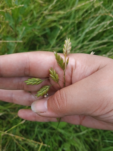 Bromus secalinus iNat (1)