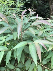 Alniphyllum pterospermum