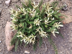 Oxytropis muricata