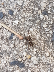 Artoriopsis