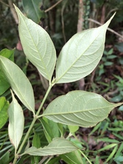 Lasianthus hispidulus