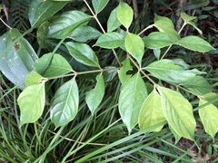 Lasianthus hispidulus
