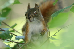 Tamiasciurus hudsonicus hudsonicus