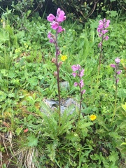 Pedicularis rostratospicata