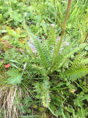 Pedicularis rostratospicata