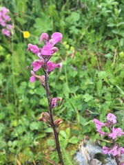 Pedicularis rostratospicata