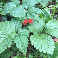 Rubus saxatilis