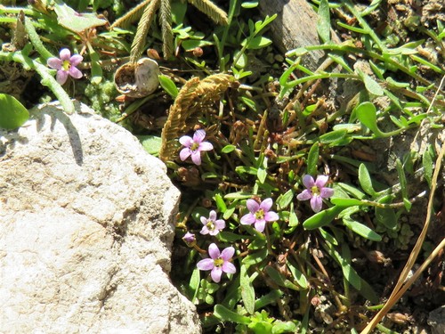 African Mudwort (Limosella africana)