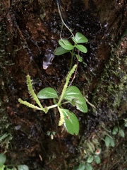 Peperomia rubrivenosa