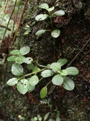 Peperomia rubrivenosa
