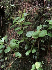 Peperomia rubrivenosa
