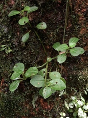 Peperomia rubrivenosa
