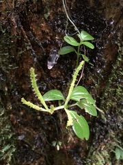 Peperomia rubrivenosa
