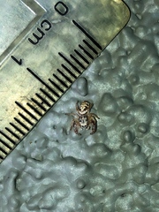 Metaphidippus siticulosus