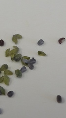 Euphorbia chamaesyce