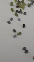 Euphorbia chamaesyce