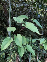 Clematis tashiroi