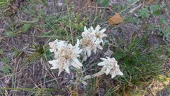 Leontopodium campestre