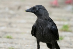 Corvus monedula monedula
