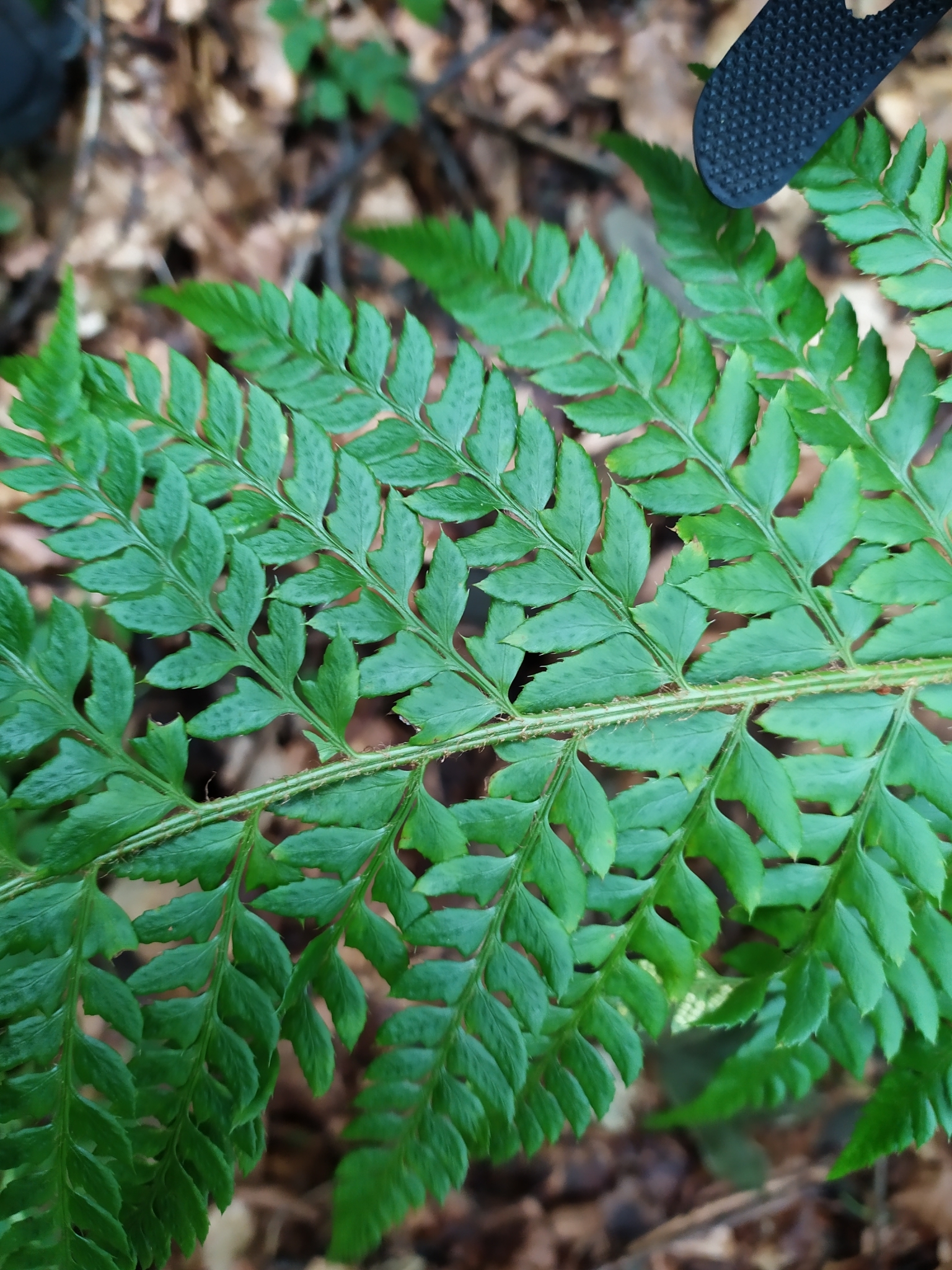 Polystichum aculeatum