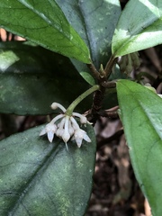 Ardisia brevicaulis