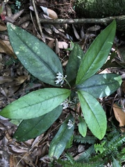 Ardisia brevicaulis
