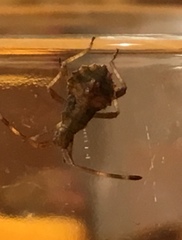 Coreus marginatus