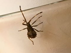Coreus marginatus