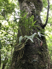 Dendrobium moniliforme