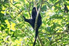 Trachypithecus auratus