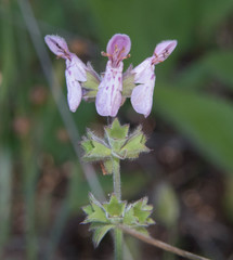 Stachys ajugoides