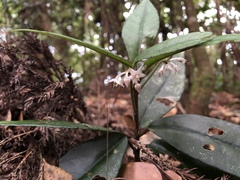 Ardisia brevicaulis
